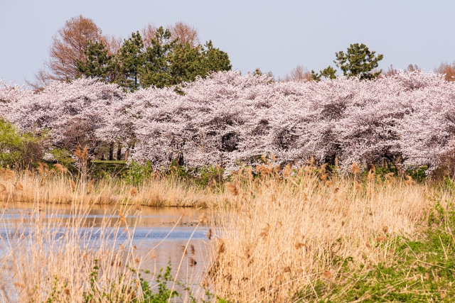 桜